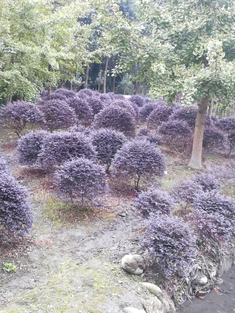黑珍珠红继木 