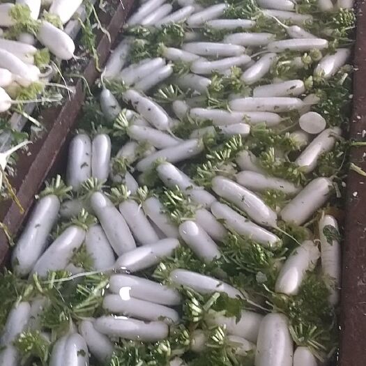天门市 精品白萝卜