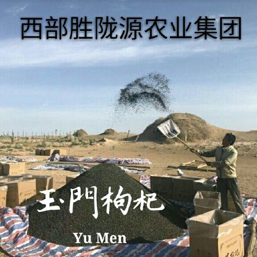 玉门黑枸杞批发甘肃玉门胜陇源农业黑枸杞种植基地小金湾黑枸杞批