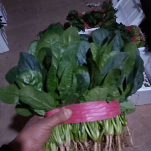 滑县全能菠菜 25~30cm