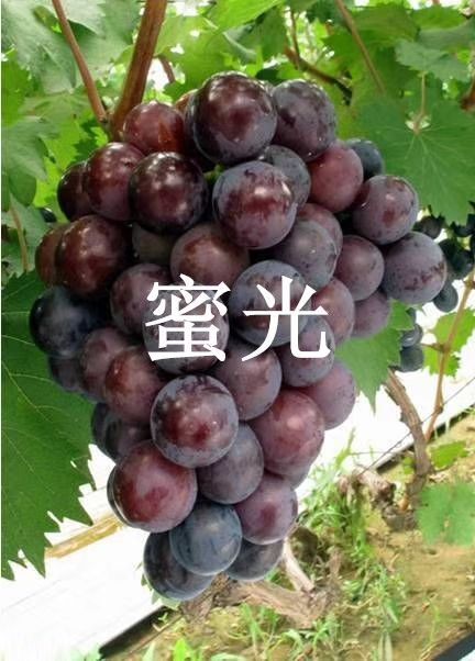 兴城市蜜光 