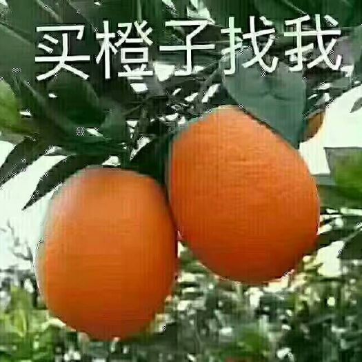 秭归县塔罗科血橙 血橙 65 - 70mm 4两以下