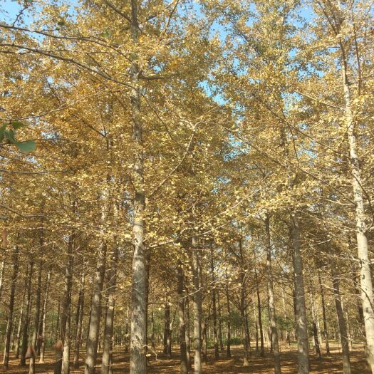 邳州市 银杏树 白果树 产地直销 规格自选 欢迎考察购树