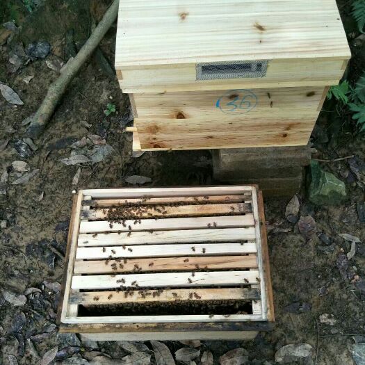 桂平市中蜂   出售活体蜜蜂群 带王/带子脾带蜂蜜脾  箱子和