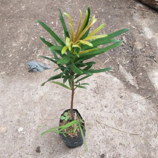 佛山海岛罗汉松 室内盆栽植物