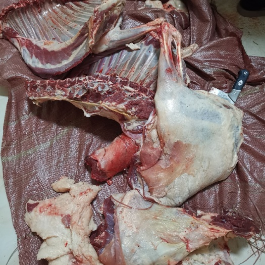 博乐市绵羊肉 生肉 