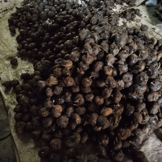贵港毛马蹄 中号