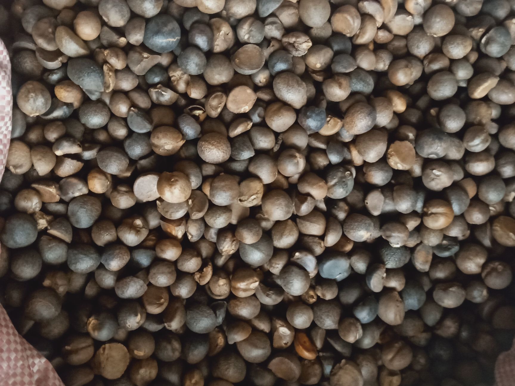 金寨县油茶籽 