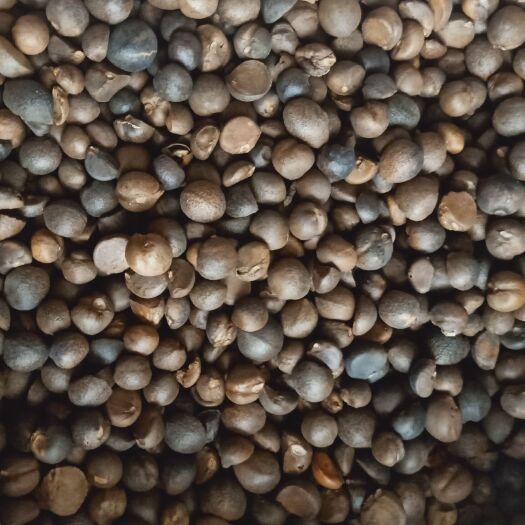 金寨县油茶籽 