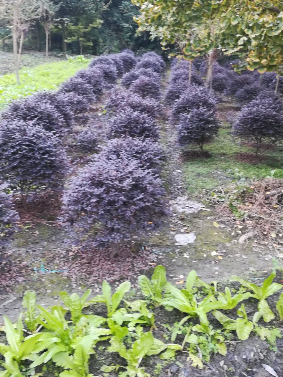 黑珍珠红继木 