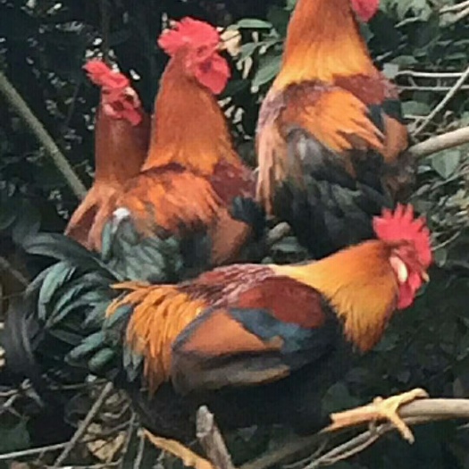 芜湖红公鸡苗 