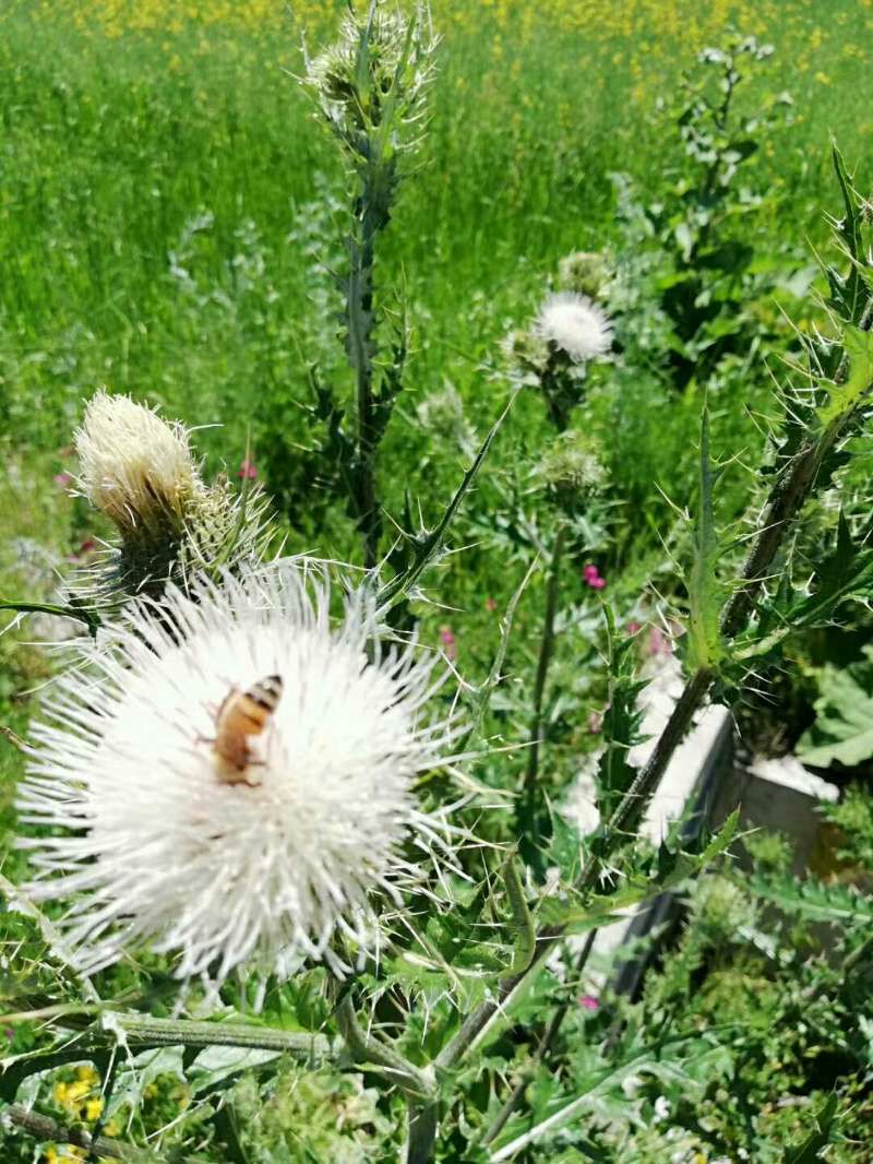 蜂花粉  24个月以上 纯正新疆黑蜂山花粉