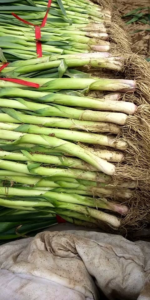 邯郸白根蒜苗 60 - 70cm 