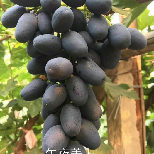 兴城市午夜美人 