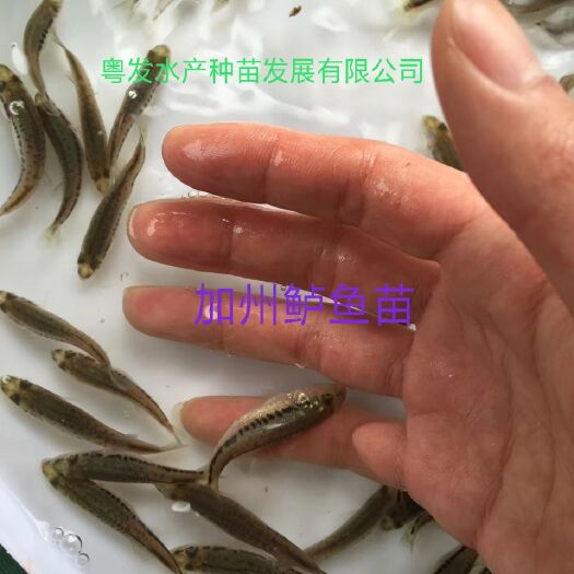 广州加州鲈鱼苗