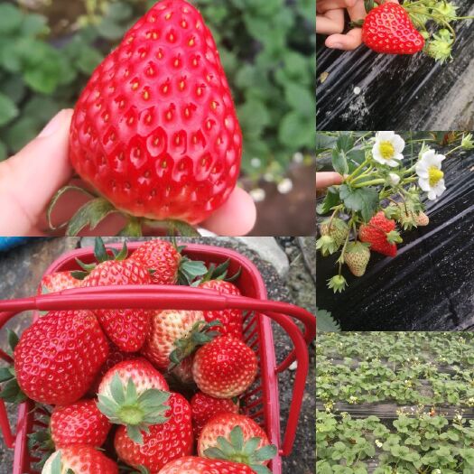 衢州奶油草莓 20克以上 
