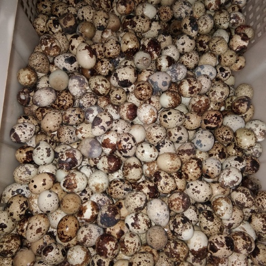 博白县黄羽鹌鹑蛋 食用 箱装 