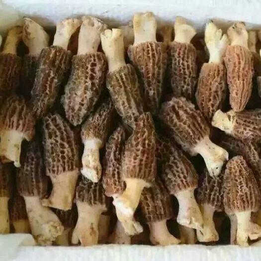 深圳羊肚菌 鲜货 6cm~8cm 尖顶 灰黑色 人工种植 