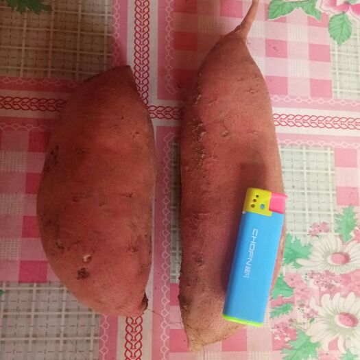 瓦房店市红心王红薯 混装通货 红皮 
