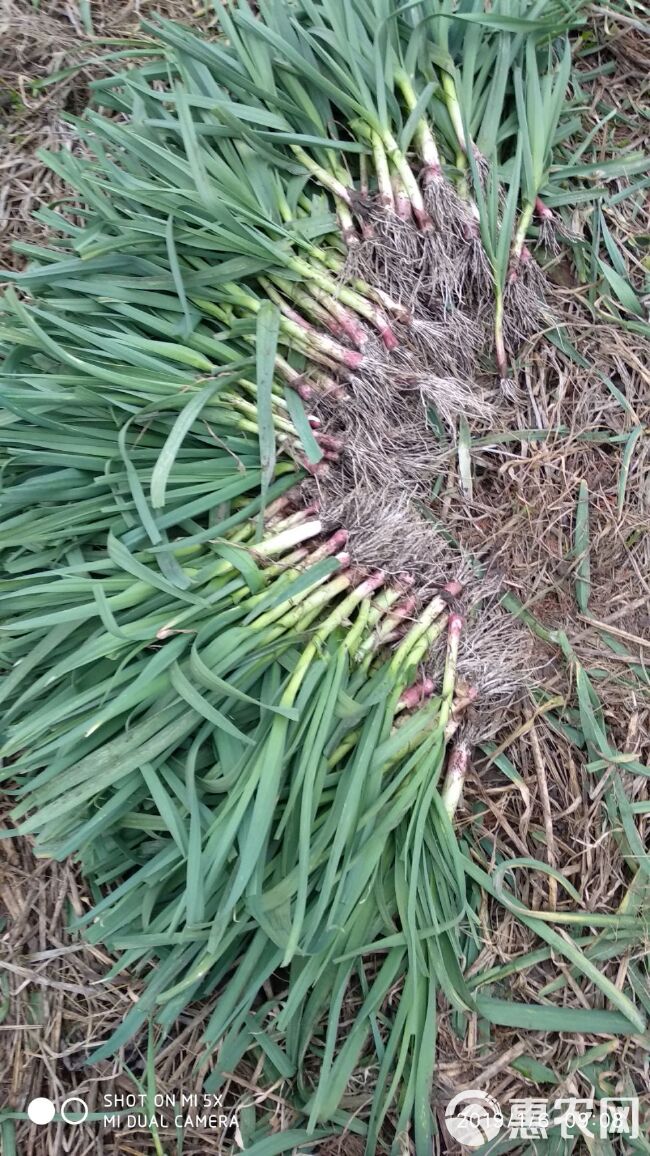 红根蒜苗 45 - 50cm 