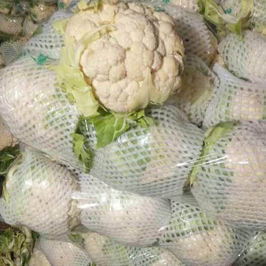天门白花菜 