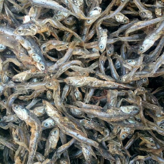 海兴县鱼粉 