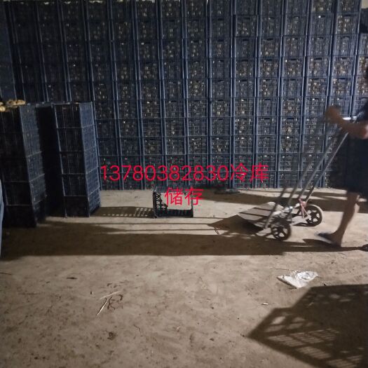 昌黎县中薯5号土豆 质量好，一条龙服务
