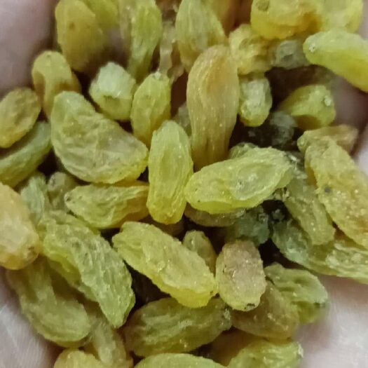 新乐市新疆绿葡萄干 优等 