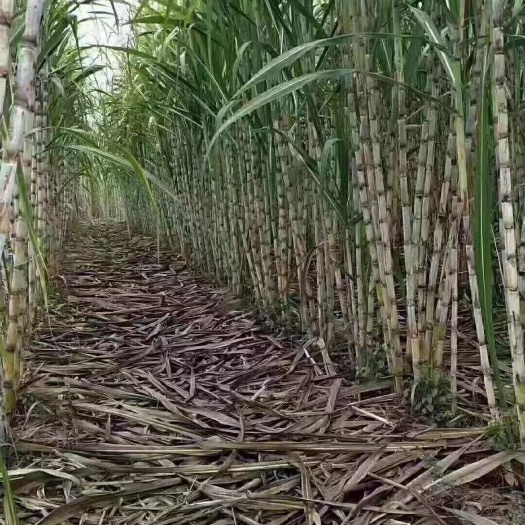 漳平市甘蔗原汁红糖 
