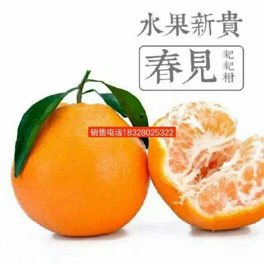 蒲江县耙耙柑 4两以上 统货
