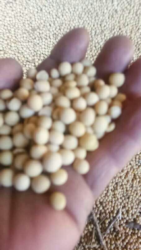 襄樊小粒黄豆 生大豆 1等品 