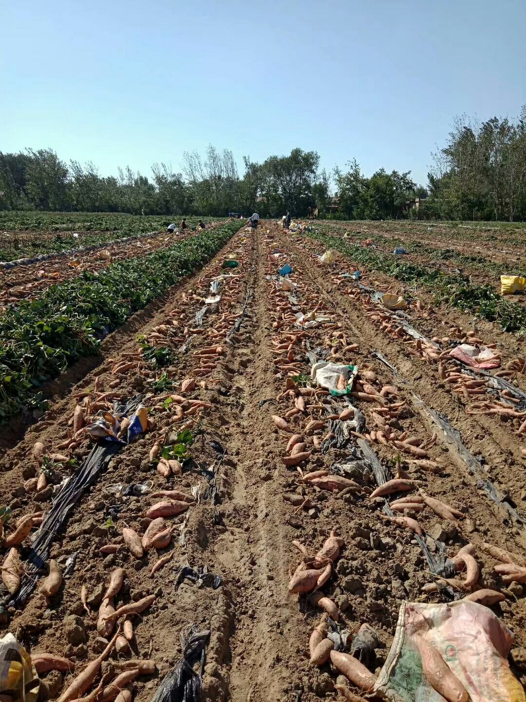 烟薯25  红皮 三两到一斤半