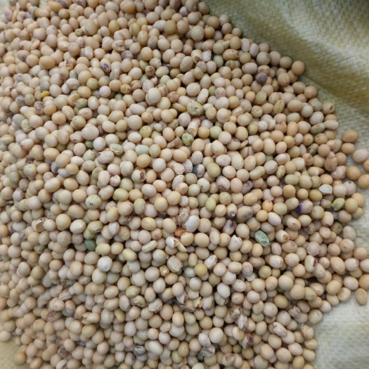 凤城市丹豆11 生大豆 2等品 