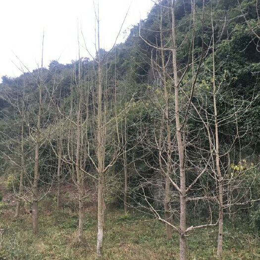 兴安县银杏实生树 