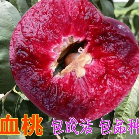 平邑县 血桃树苗，包成活，包品种，现挖苗，当年结果，城信笫一