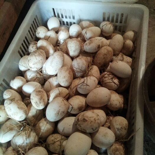 盐亭县鲜鹅蛋 食用 箱装 