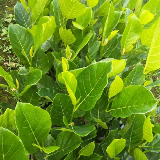 白沙县马来西亚一号菠萝蜜苗