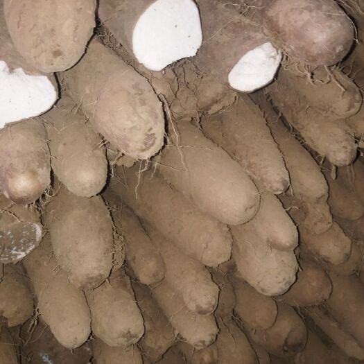 兰陵县白玉山药 通货 