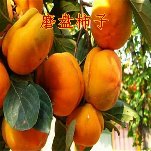 平邑县磨盘柿苗 