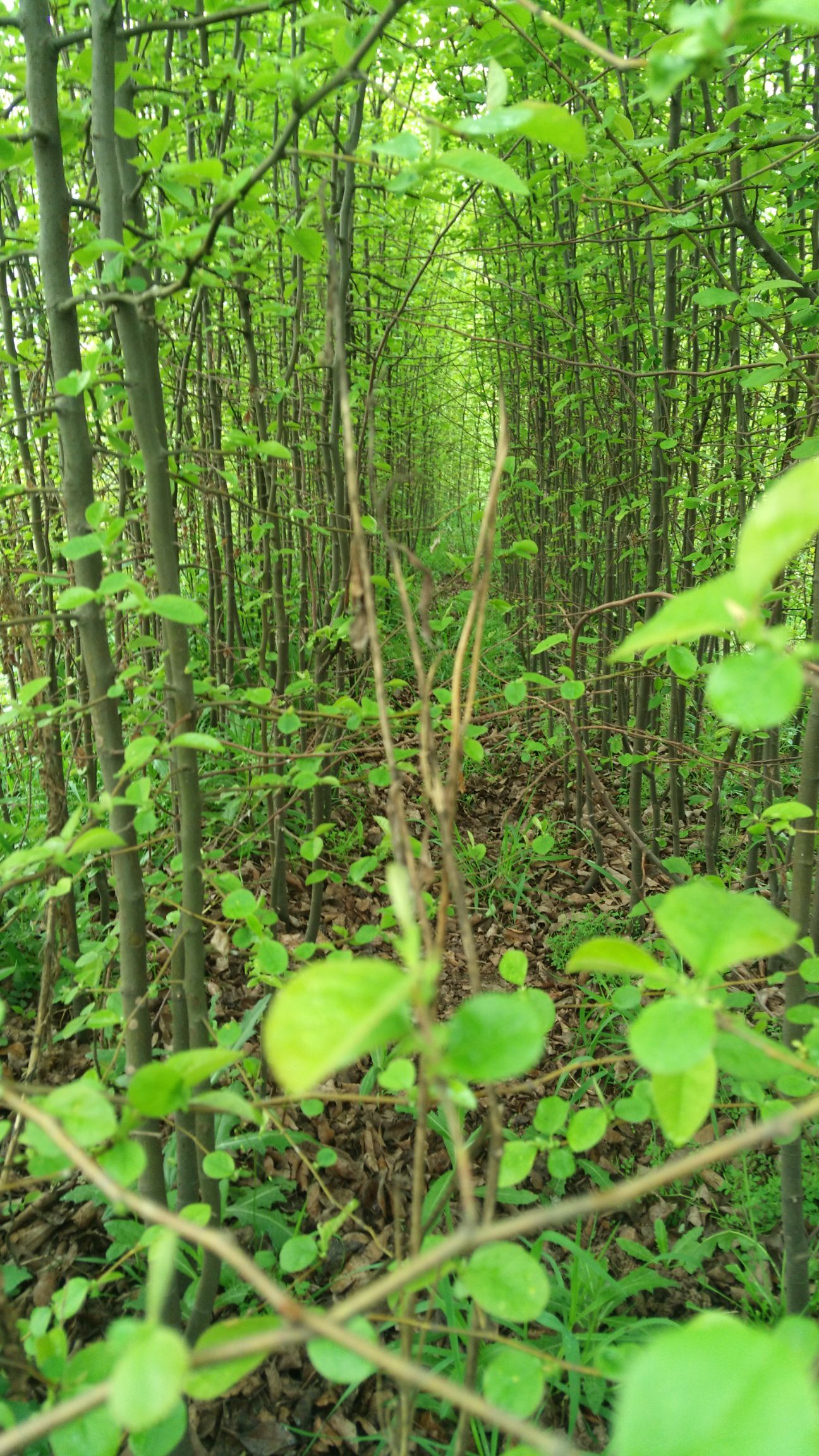  木瓜苗，香木瓜苗，食用，，观赏品种