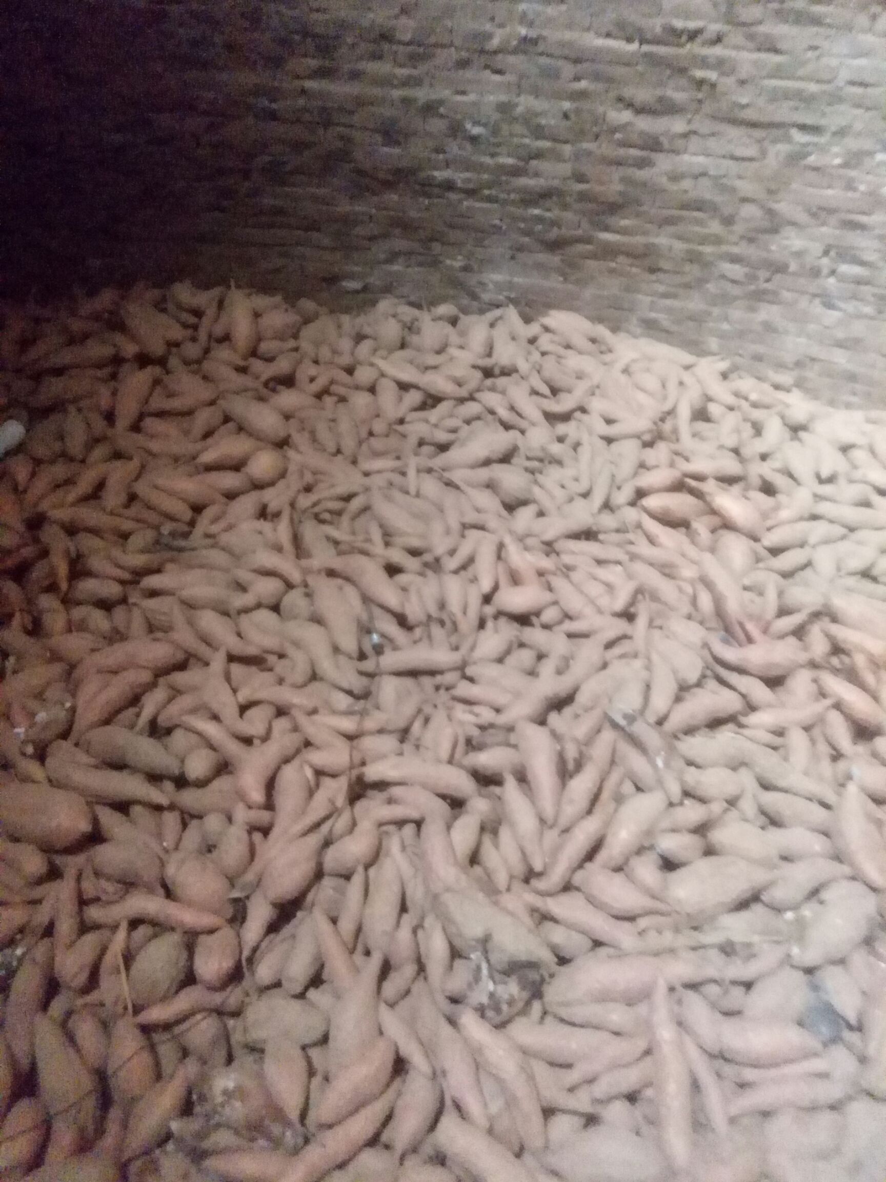 烟薯25  红皮 三两到一斤半