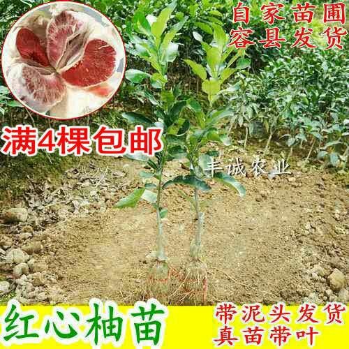 红心柚苗 