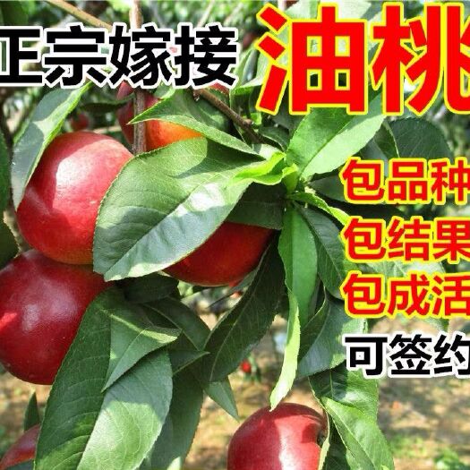 平邑县油桃苗 基地直销，现挖现卖，保成活，保品种。