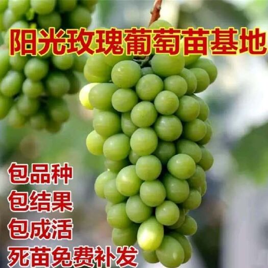 平邑县阳光玫瑰葡萄苗 正宗 嫁接苗 提供种植和管理技术