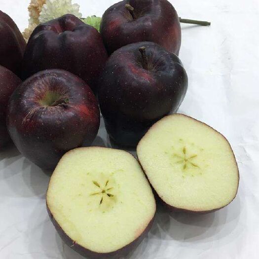 平邑县黑钻苹果树苗 1~1.5米 