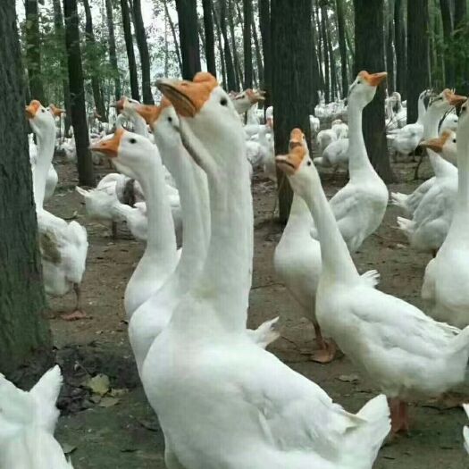 芜湖白鹅苗 