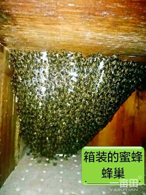 易门县中华蜜蜂