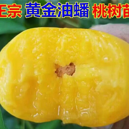 平邑县黄金油蟠桃苗 基地直销，现挖现卖，保成活，保品种。