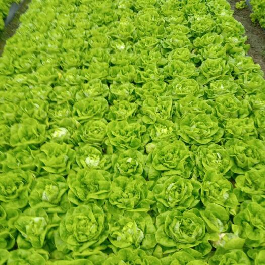 上海奶油生菜 7~8两