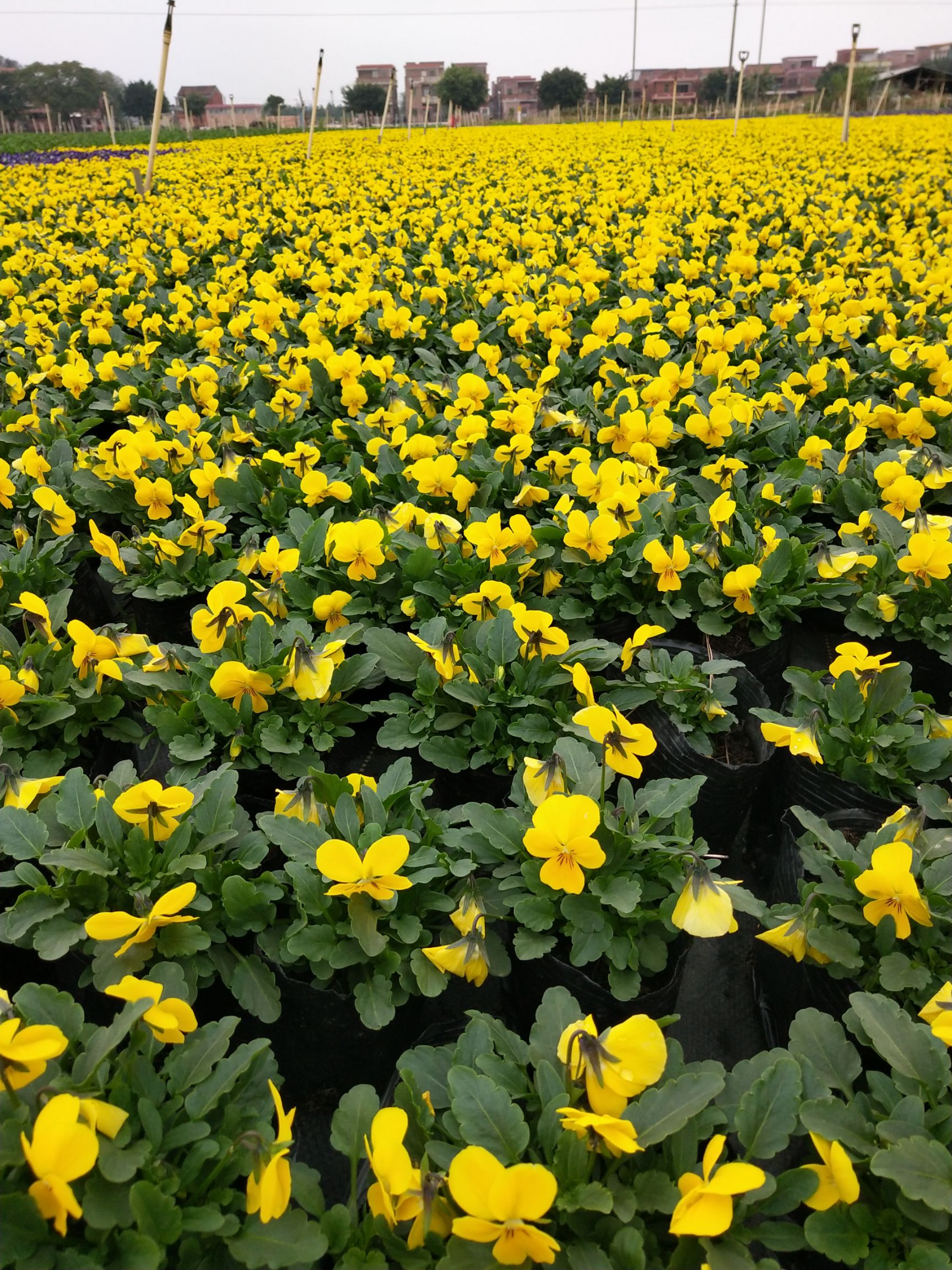 三色堇批发采购_三色堇供应_三色堇价格